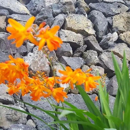 Апартаменты Primavera Peqa *
